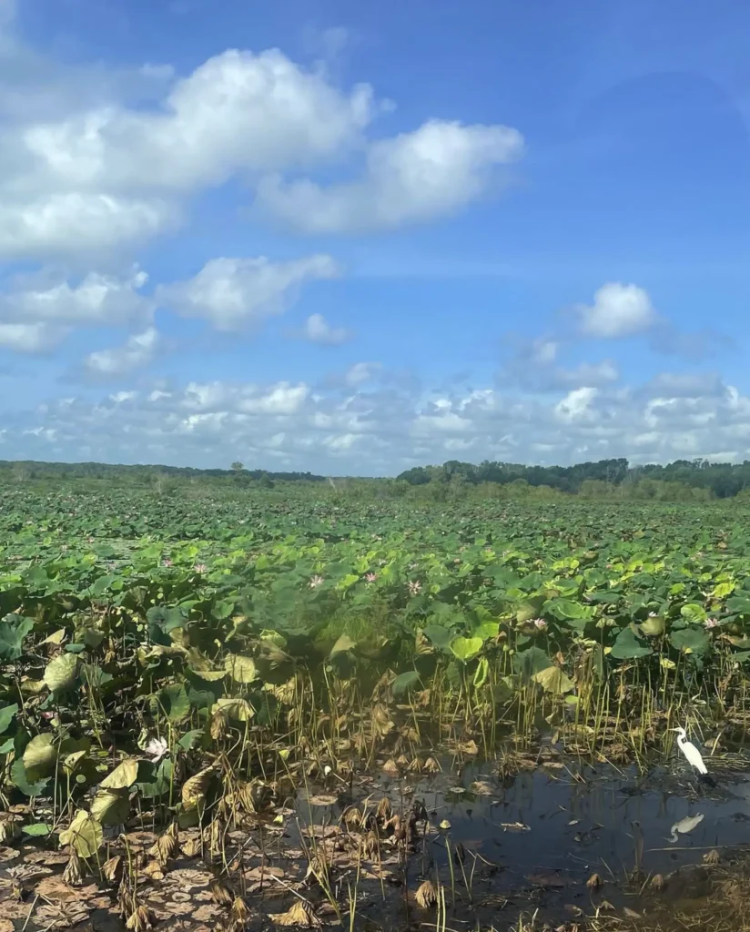 Fogg Dam Conservation Reserve