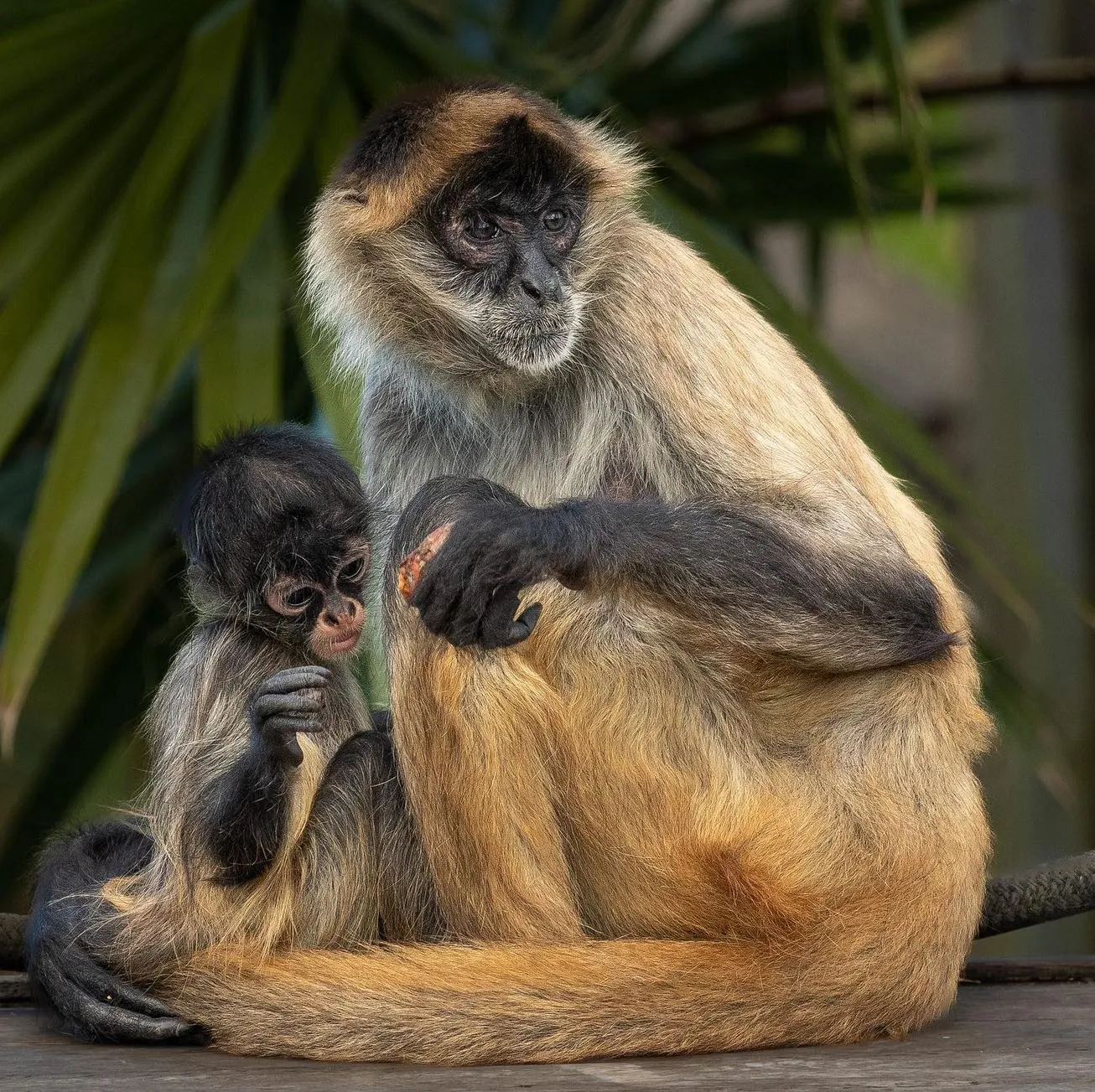 Hunter Valley Zoo